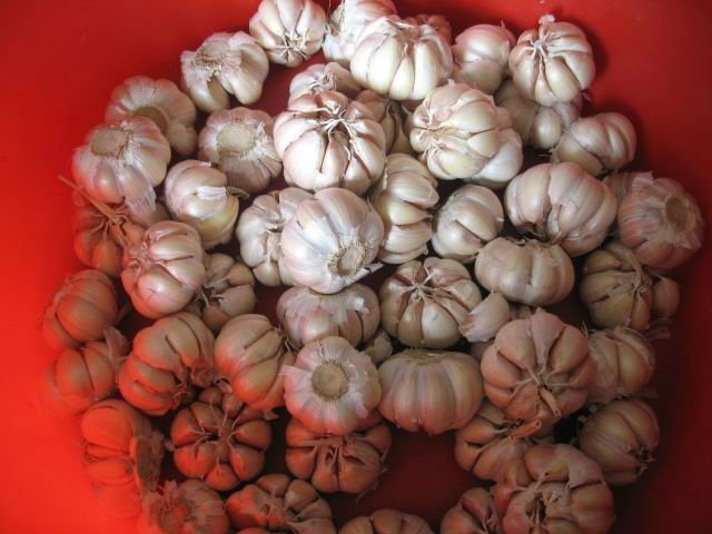 garlic bulk.jpg