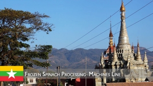 Frozen spinach processing line up to 1000 kg /h in Myanmar