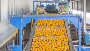Grading of fruit and vegetable to increase the value space