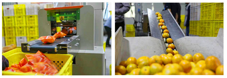 Fully Automatic Fruit Packing Machine