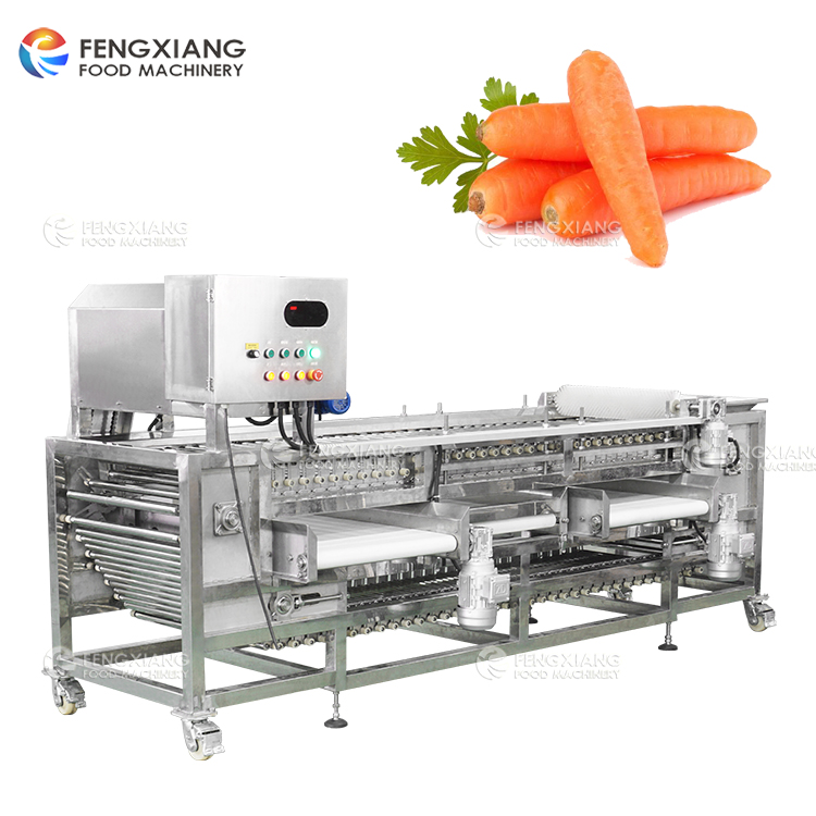 Carrot Sorting and Transportation Production Line