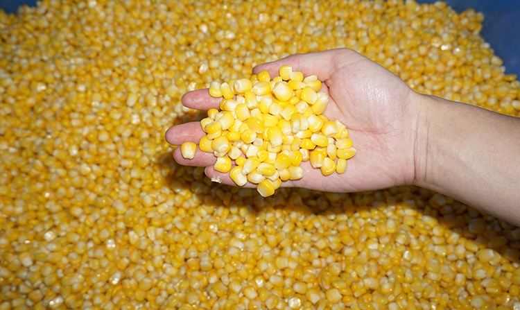 corn whole kernel sheller