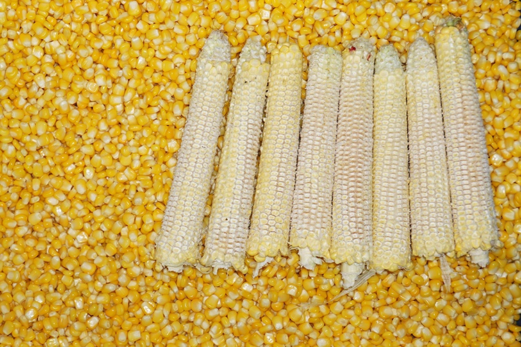 corn kernel production