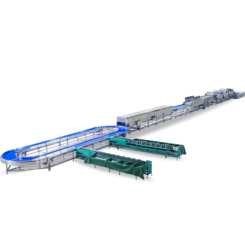 potato cleaning sorting processing line