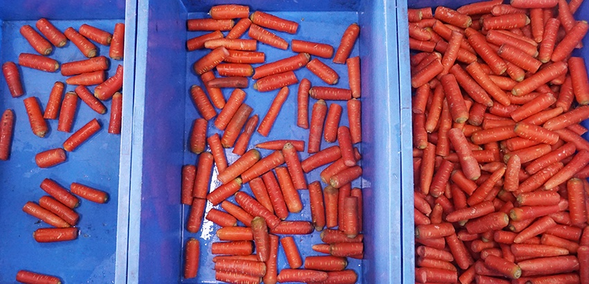 carrot sorting grading machine