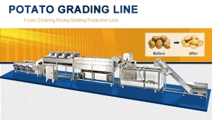 Potato Washing Cleaning Grading Solution