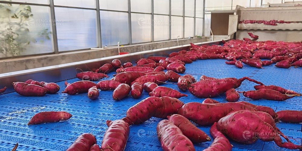 sweet potato production line