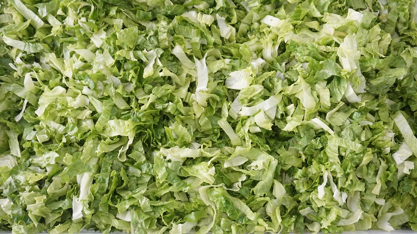 vegetable lettuce cutting machine
