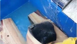 Catfish Production Cutting Separating Peeling Machine